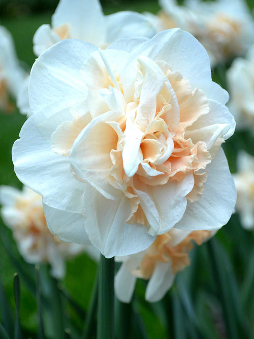 Narcissus Pink Champagne for Autumn planting