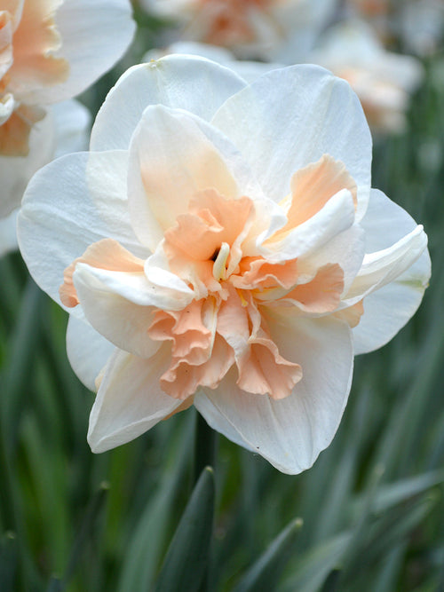 Daffodils Pink Champagne spring flowers