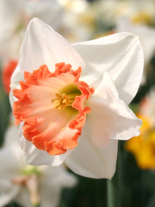 Pink Charm Daffodil Bulbs