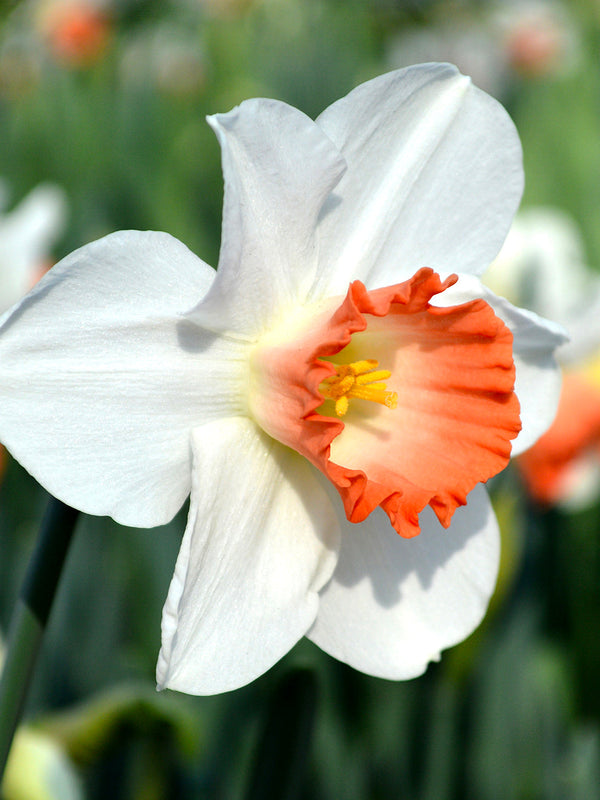 Daffodil Pink Charm