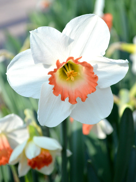 Daffodils Pink Charm