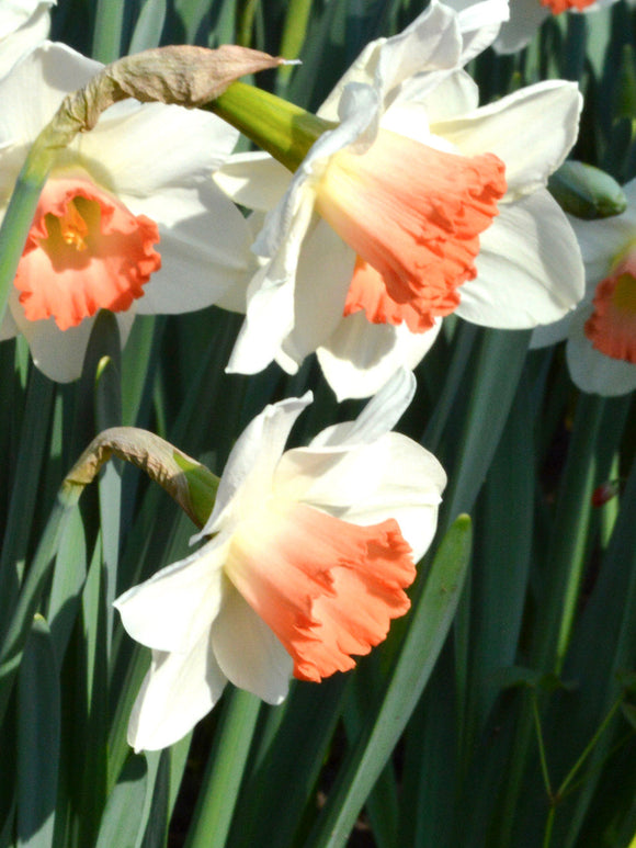 Pink and White Daffodils