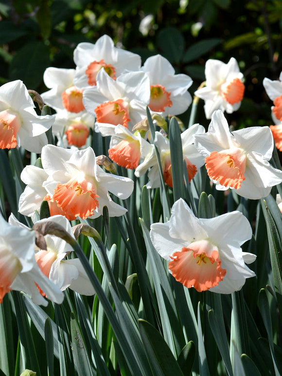 Daffodil Pink Charm - Pink and White Narcissus Bulbs for autumn planting