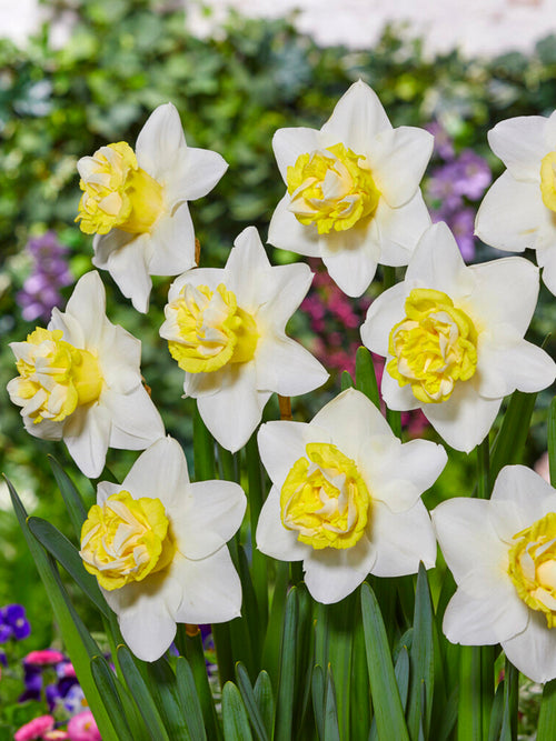 Daffodil Popeye Bulbs - EU Shipping