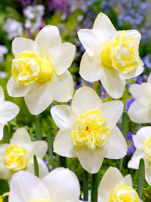 Daffodil Popeye Bulbs 