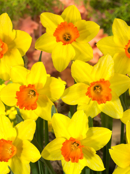Daffodil Bulbs Red Devon