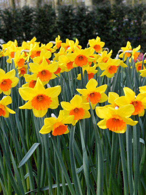 Daffodil Bulbs Red Devon