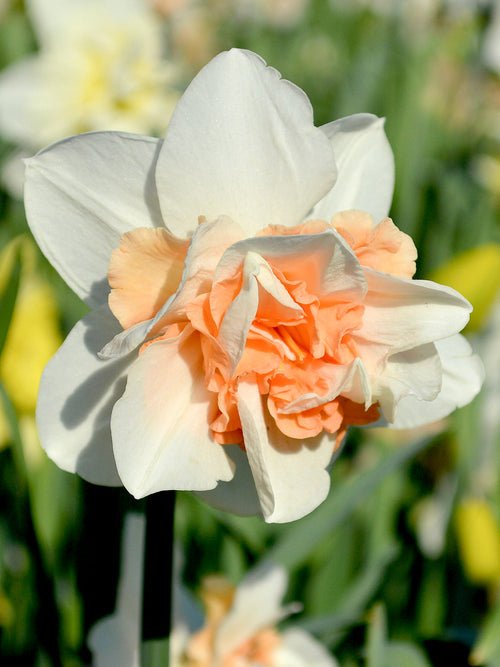 Daffodil Replete