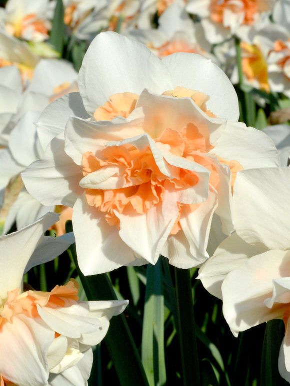 Daffodil Bulbs Replete