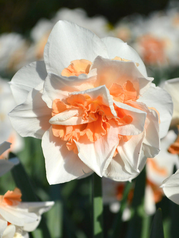 Narcissus Bulbs Replete
