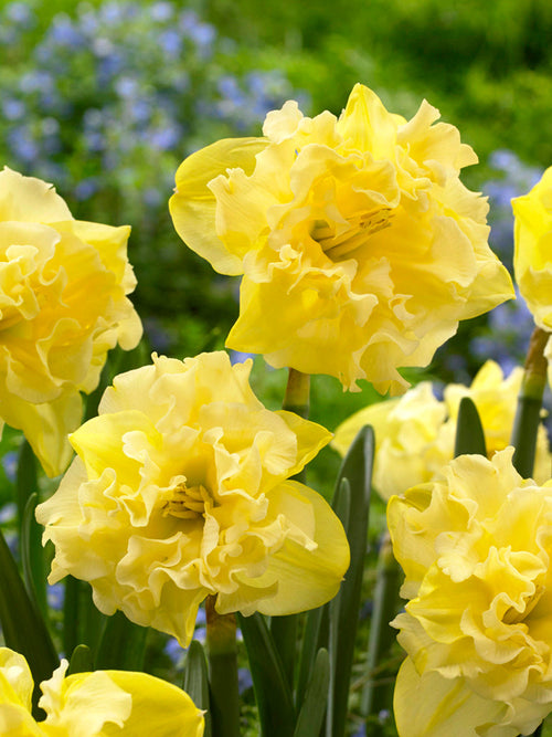 Daffodil Sailorman