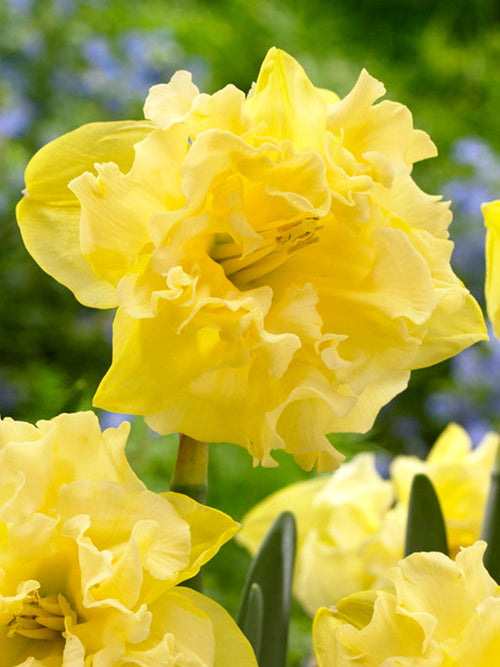 Daffodil Bulbs Sailorman
