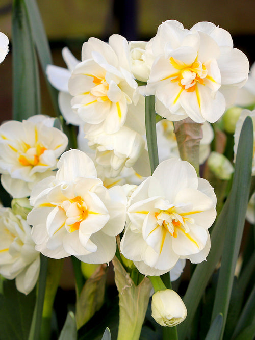 Daffodil Sir Winston Churchill - Narcissus Bulbs