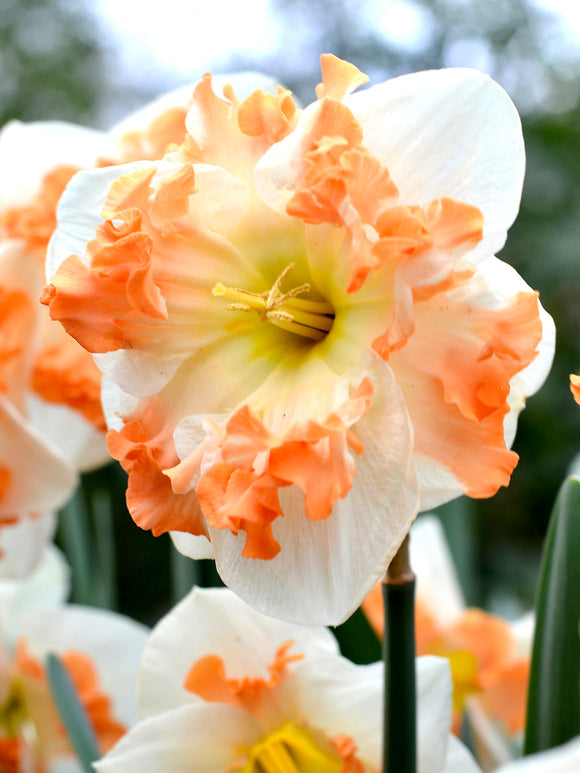 Buy Daffodil Bulbs from Holland Sunny Girlfriend
