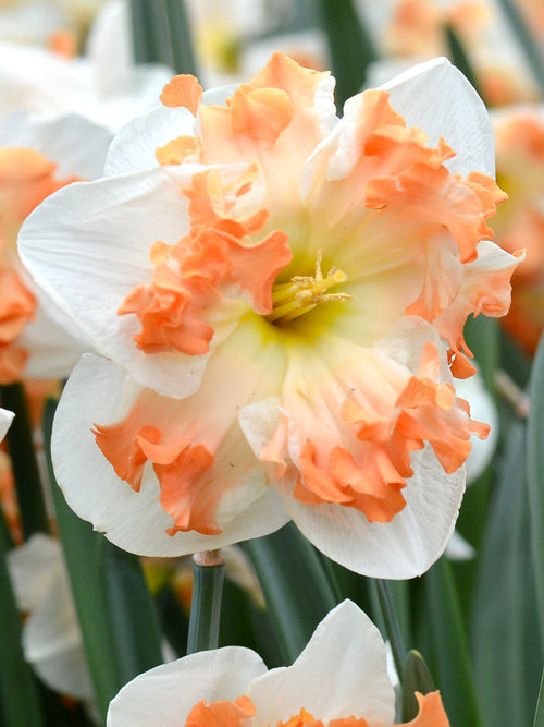 Daffodil Bulbs Sunny Girlfriend - EU Shipping