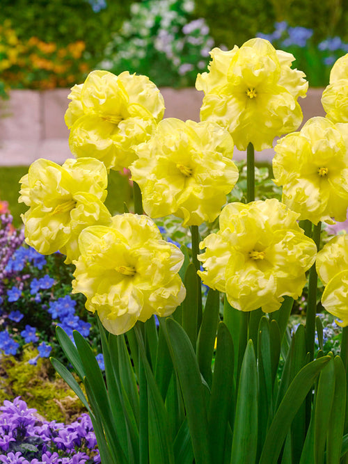 Daffodil Sunny Side Up