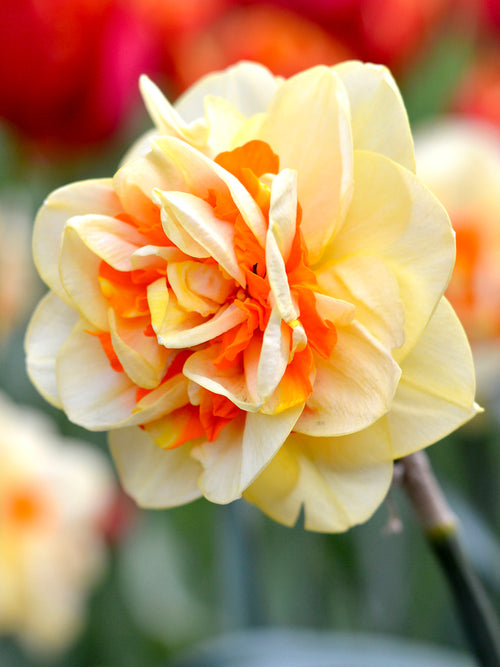 Daffodil Bulbs Tahiti - Europe Shipping
