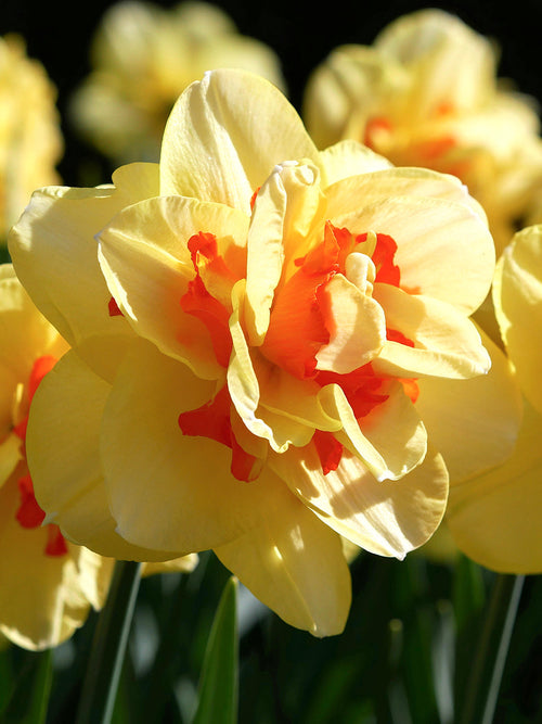Daffodil Tahiti - Spring Flowers - From Holland