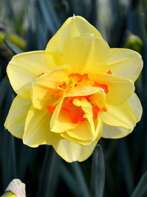 Daffodil Bulbs Tahiti - Europe Shipping