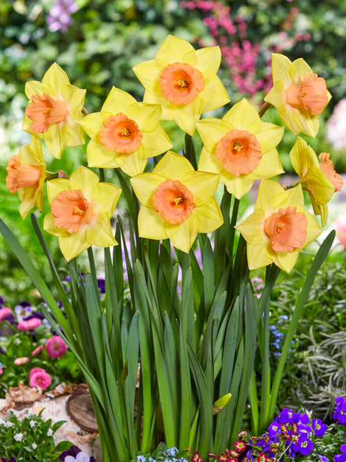 Daffodil Tom Pouce Bulbs - Autumn Delivery