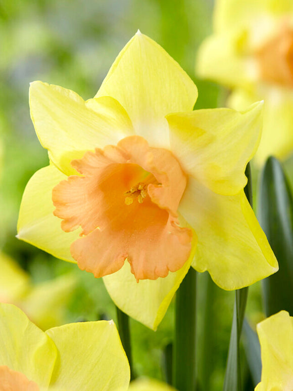 Daffodil Tom Pouce Bulbs - DutchGrown