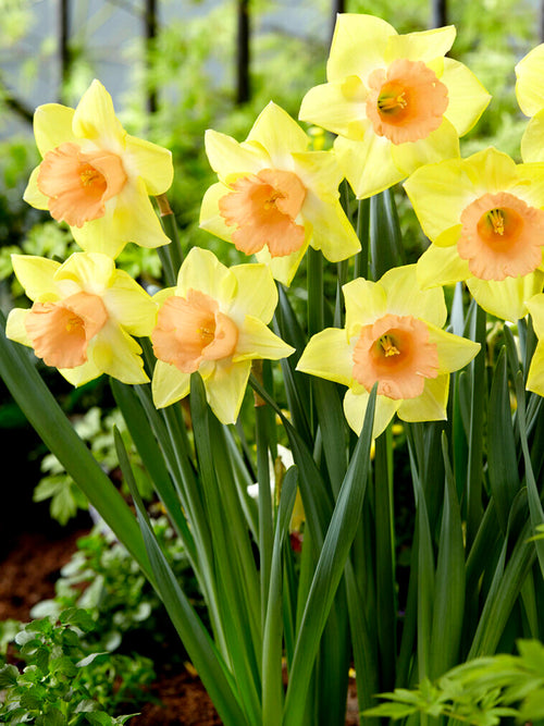 Buy Daffodil Tom Pouce Flower Bulbs