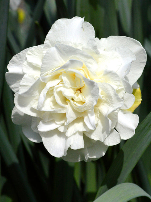 Daffodil White Explosion Double Narcissus