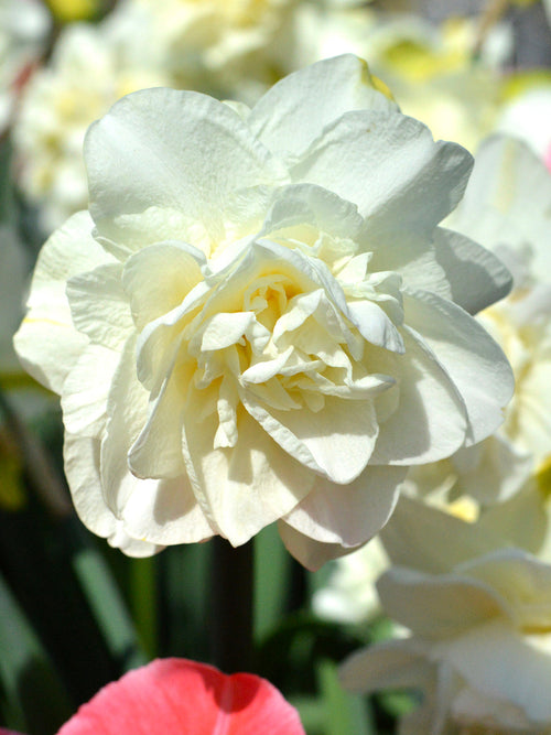 Daffodil Bulbs for UK delivery - White Explosion 
