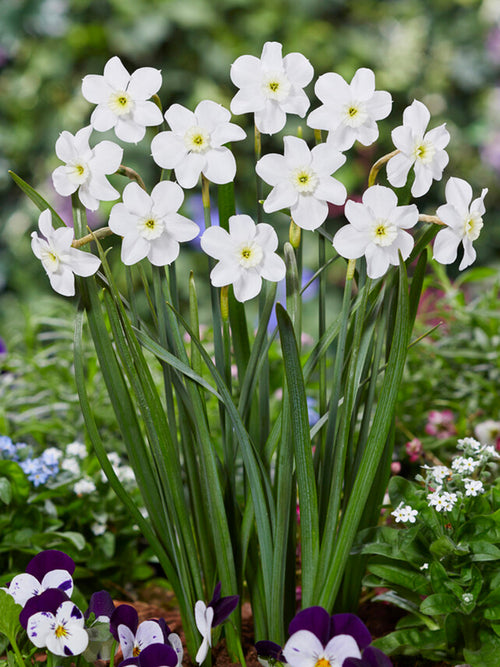 Buy Daffodil Xit for Autumn Delivery