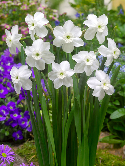 Daffodil Xit Flower Bulbs