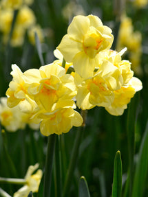 Daffodil Yellow Cheerfulness