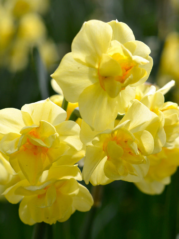 Daffodils Yellow Cheerfulness