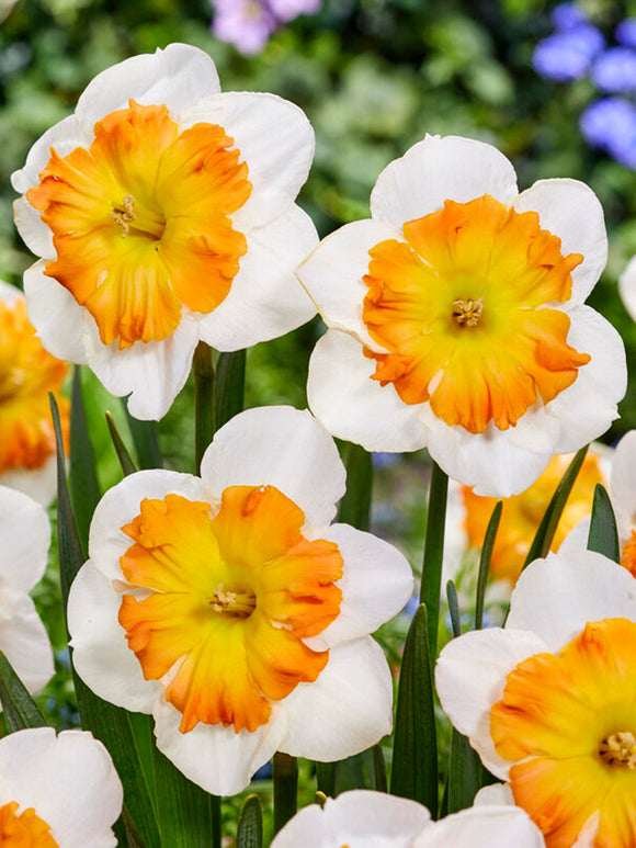 Buy Daffodil Zinzi Bulbs