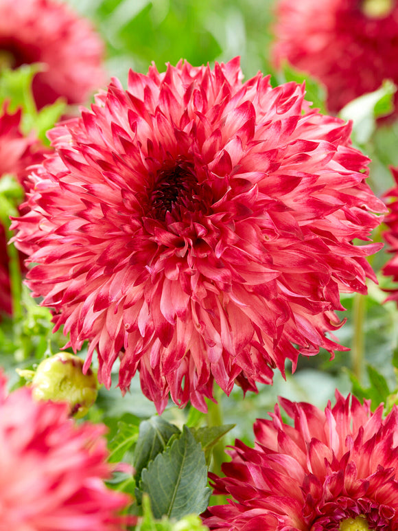 Close-up of Dahlia Aiyana showing serrated petal edges