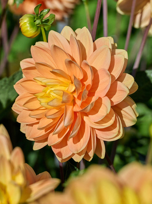 Golden yellow decorative dahlia Aladdin’s Lamp in full bloom