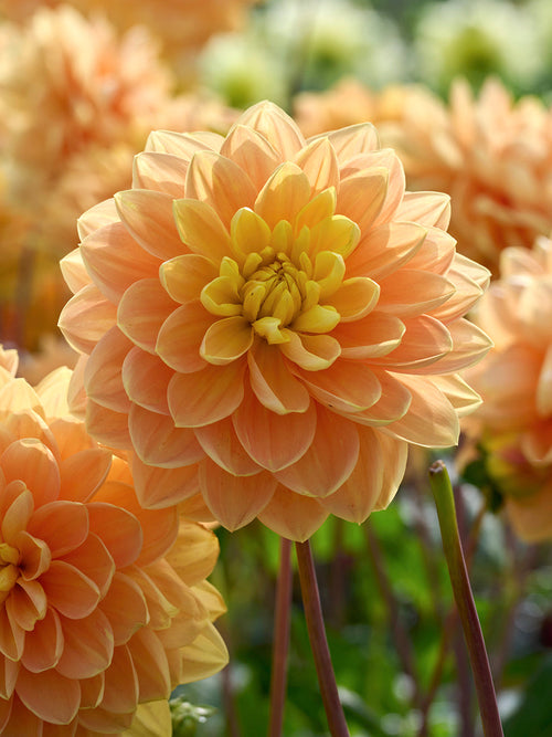 Close-up of Dahlia Aladdin’s Lamp with warm yellow petals