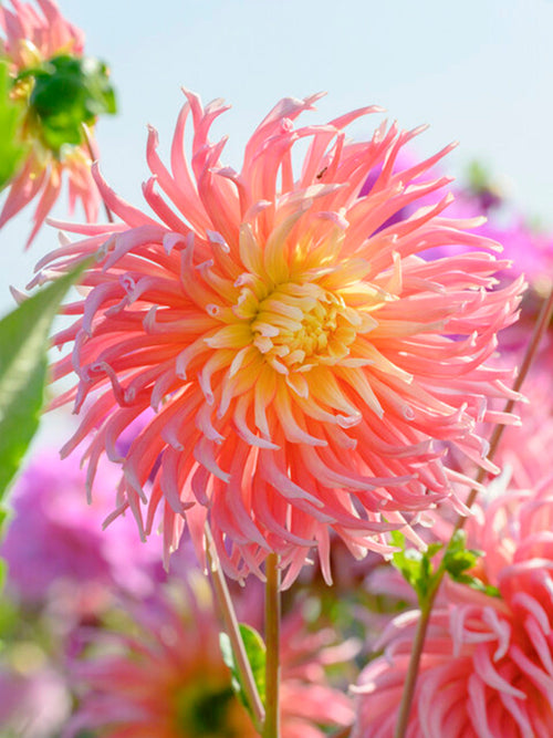 Dahlia Alfred Grille tubers from Holland