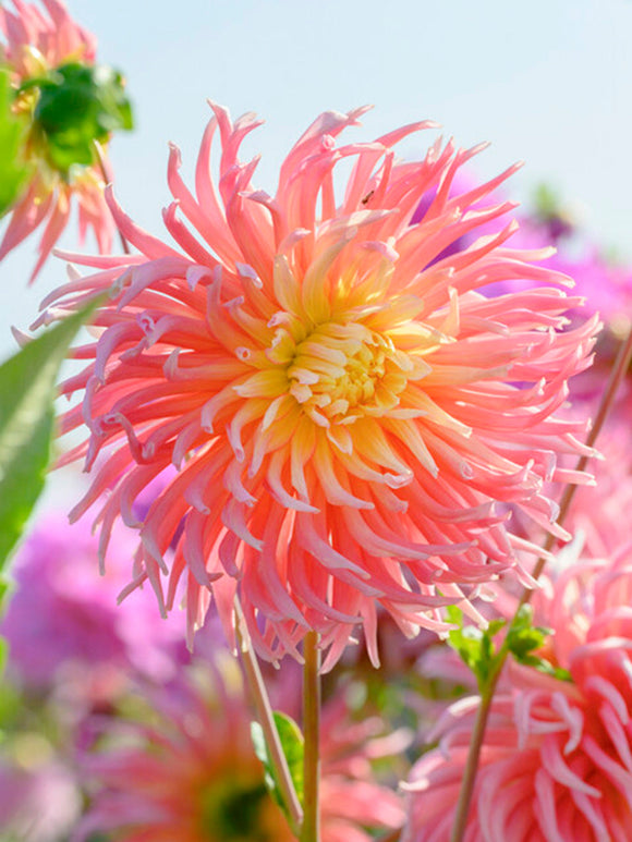 Dahlia Alfred Grille tubers from Holland