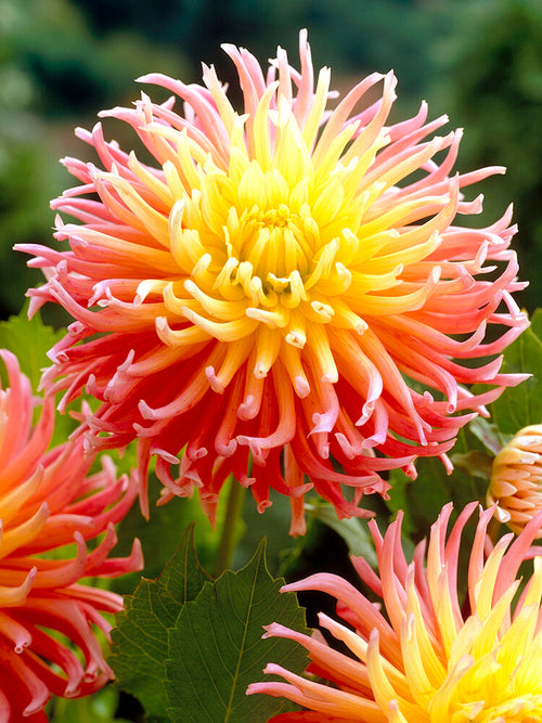 Dahlia Alfred Grille top sized tubers