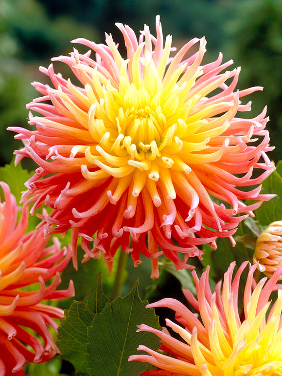 Dahlia Alfred Grille top sized tubers
