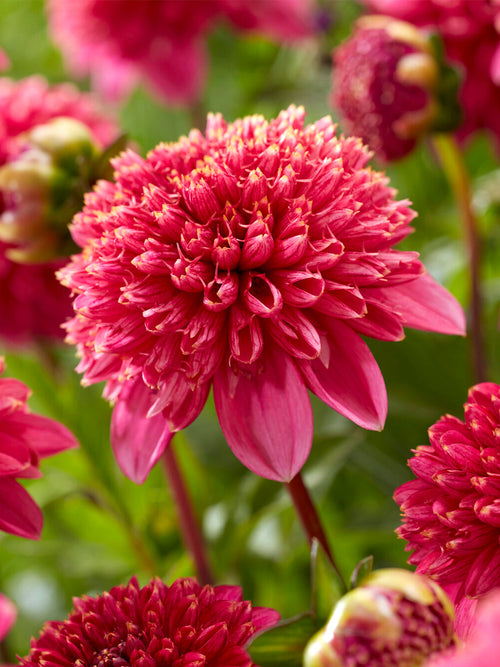 Anemone dahlia Alyshia with shell pink and coral petals