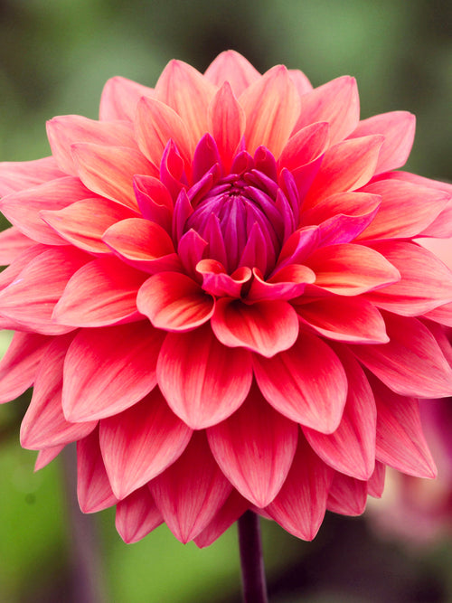 Decorative dahlia American Dawn with smoky plum blooms