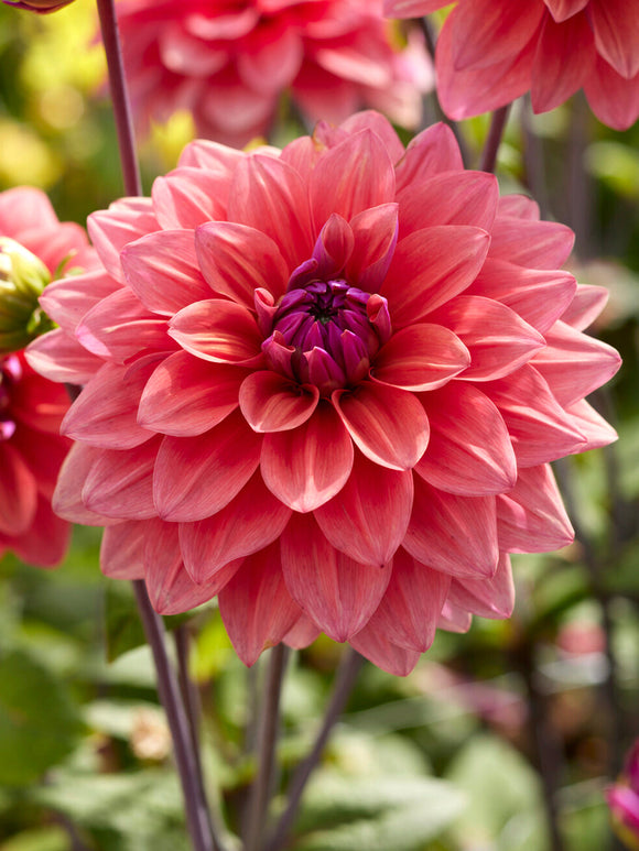 Close-up of Dahlia American Dawn showing bronze and raspberry tones