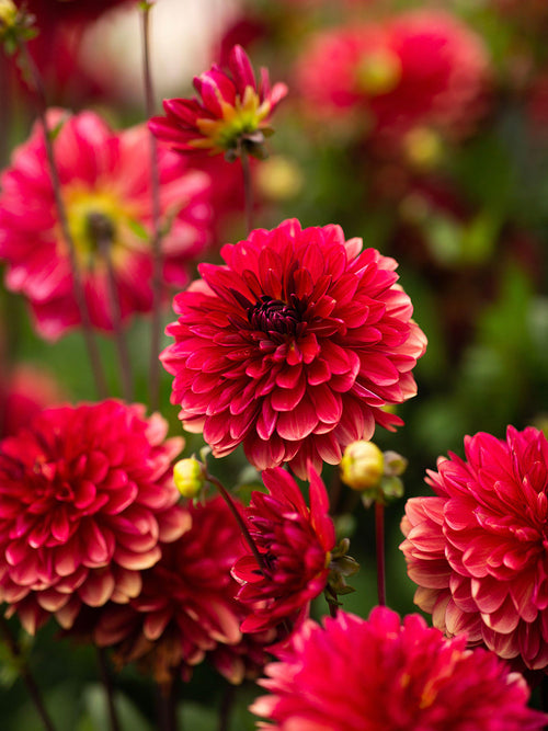 Dahlia Antibes - EU delivery