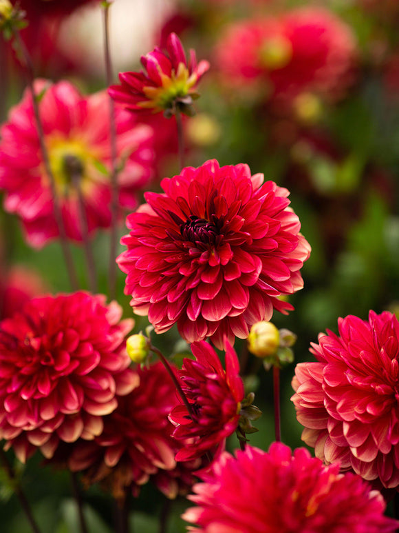 Dahlia Antibes - EU delivery