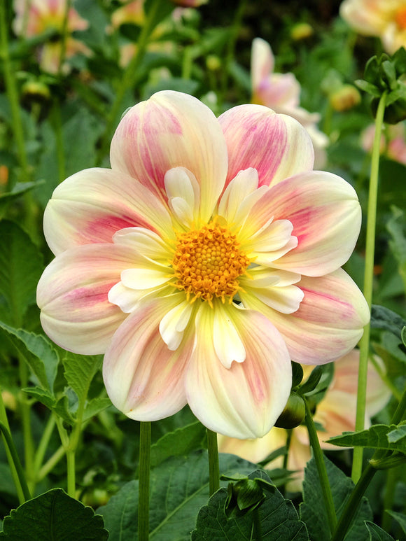 Soft pastel anemone dahlias blooming in summer border