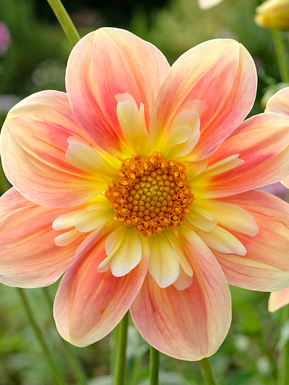 Dahlia April Heather flowers with peach and pink tones