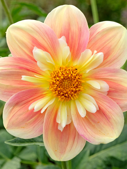 Close-up of Dahlia April Heather showing raised cream centre