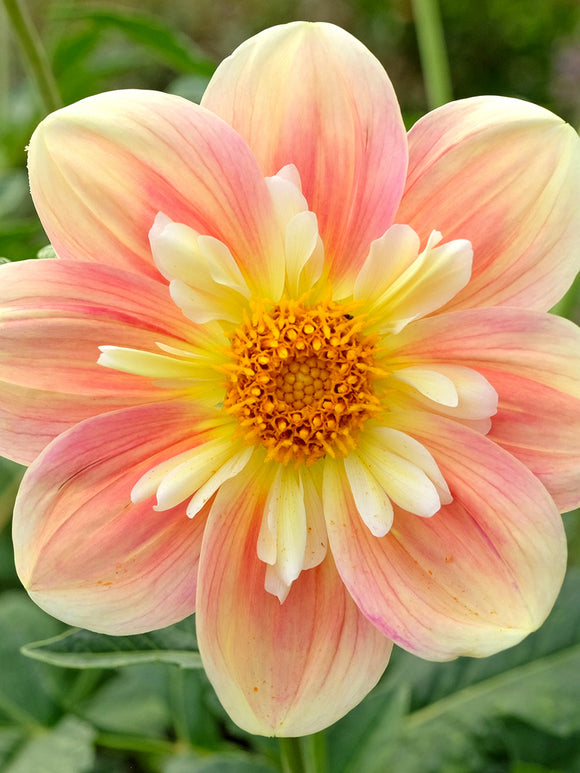 Close-up of Dahlia April Heather showing raised cream centre