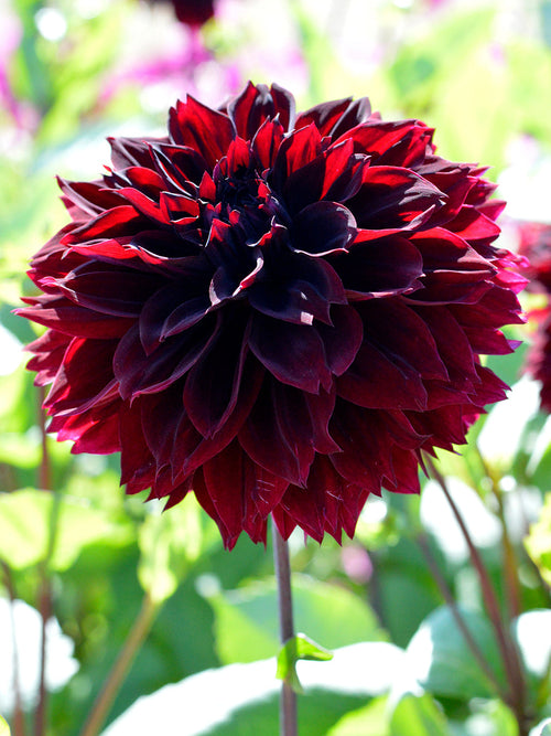 Dahlia Arabian Night from Holland